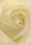As if stepping into the heart of Crouch End, this image nestles you within the delicate embrace of a cream-white rose, its petals spiraling outward in a finely crafted arrangement. Each velvety fold catches the light, revealing a serene luminosity paired with gentle shadows reminiscent of quiet mornings wandering through Stationers Park. The texture is a gentle caress-the kind only achieved by hands that truly know their craft. The mood is peaceful and contemplative, perfect for sympathy tributes, new beginnings, or gestures of admiration designed specifically for the Crouch End community. The fragrance, subtle and sweet, echoes the understated charm of local streets after rain. Crafted for comfort and beauty, this rose captures not just the flower itself but also the careful artistry and emotion woven into every local bouquet.